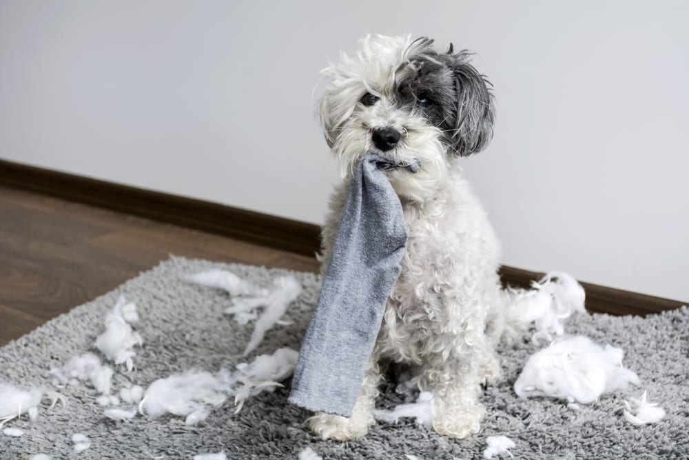 cachorro-para-apartamento-cachorro-bagunceiro-loft