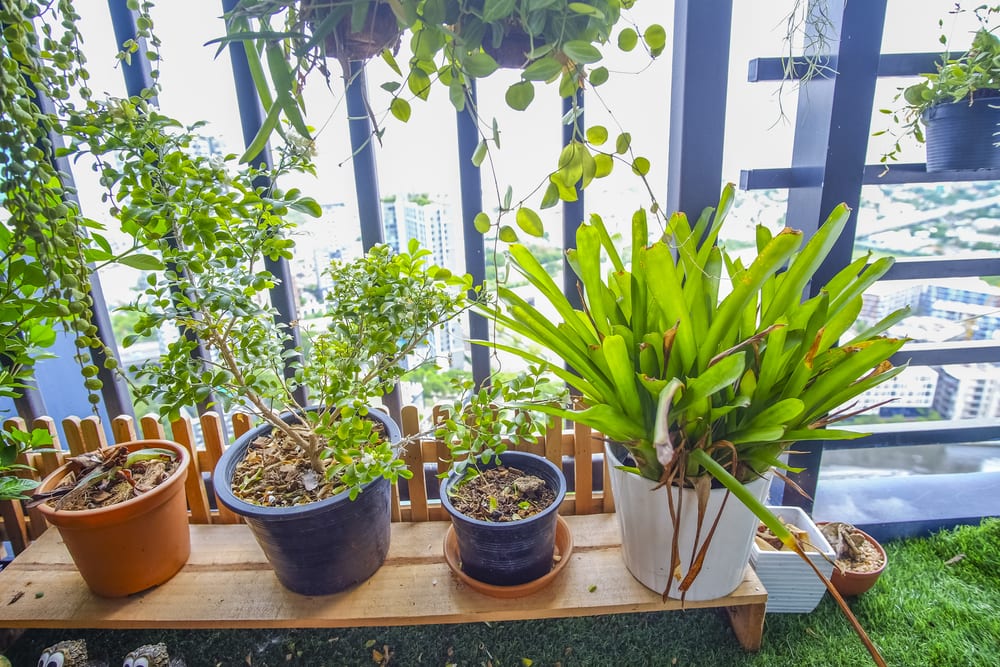 horta-para-apartamento-luminosidade-loft