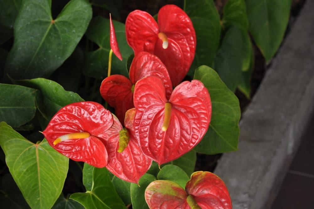 plantas-para-apartamento-anturio-loft