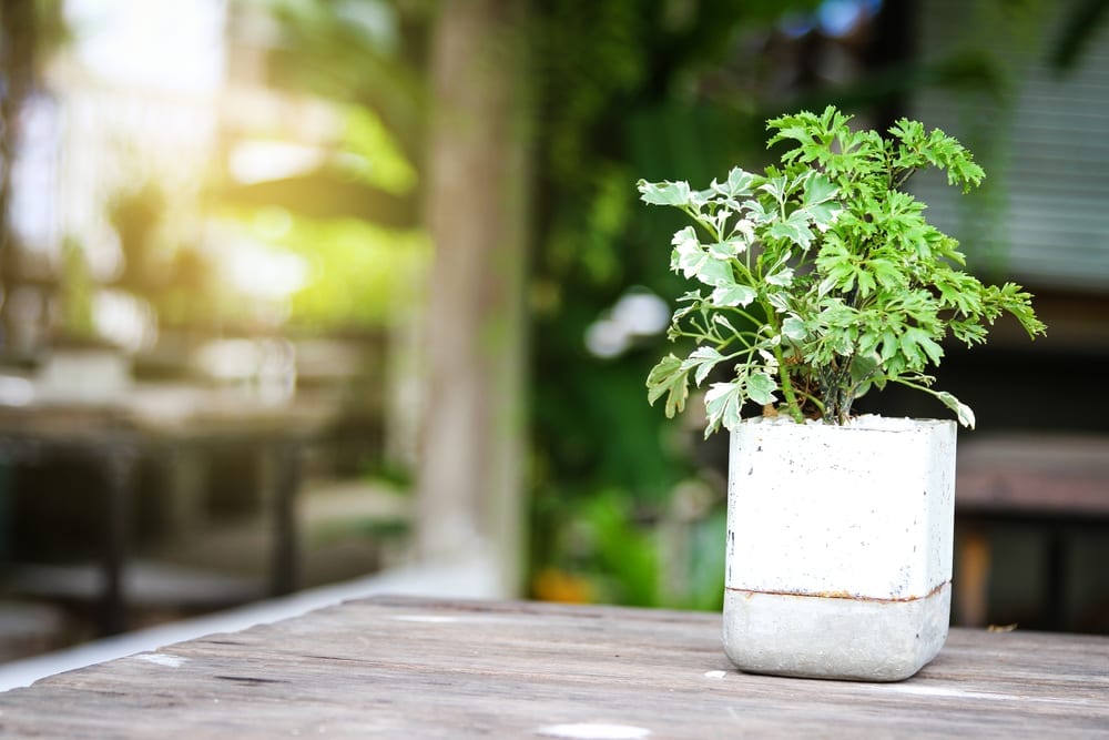 plantas-para-apartamento-arvore-da-felicidade-loft