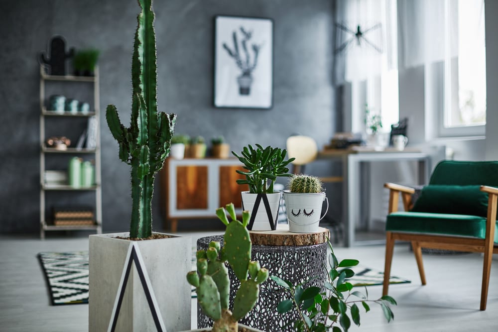 plantas-para-apartamento-cacto-loft
