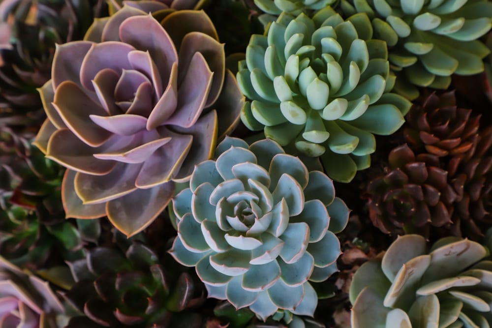 plantas-para-apartamento-echeveria-loft