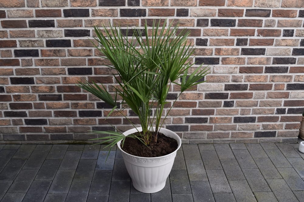 plantas-para-apartamento-palmeira-rafia-loft