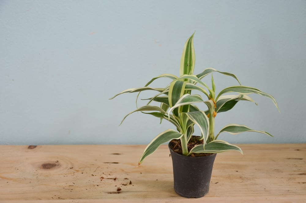 plantas-para-apartamento-pleomate-loft